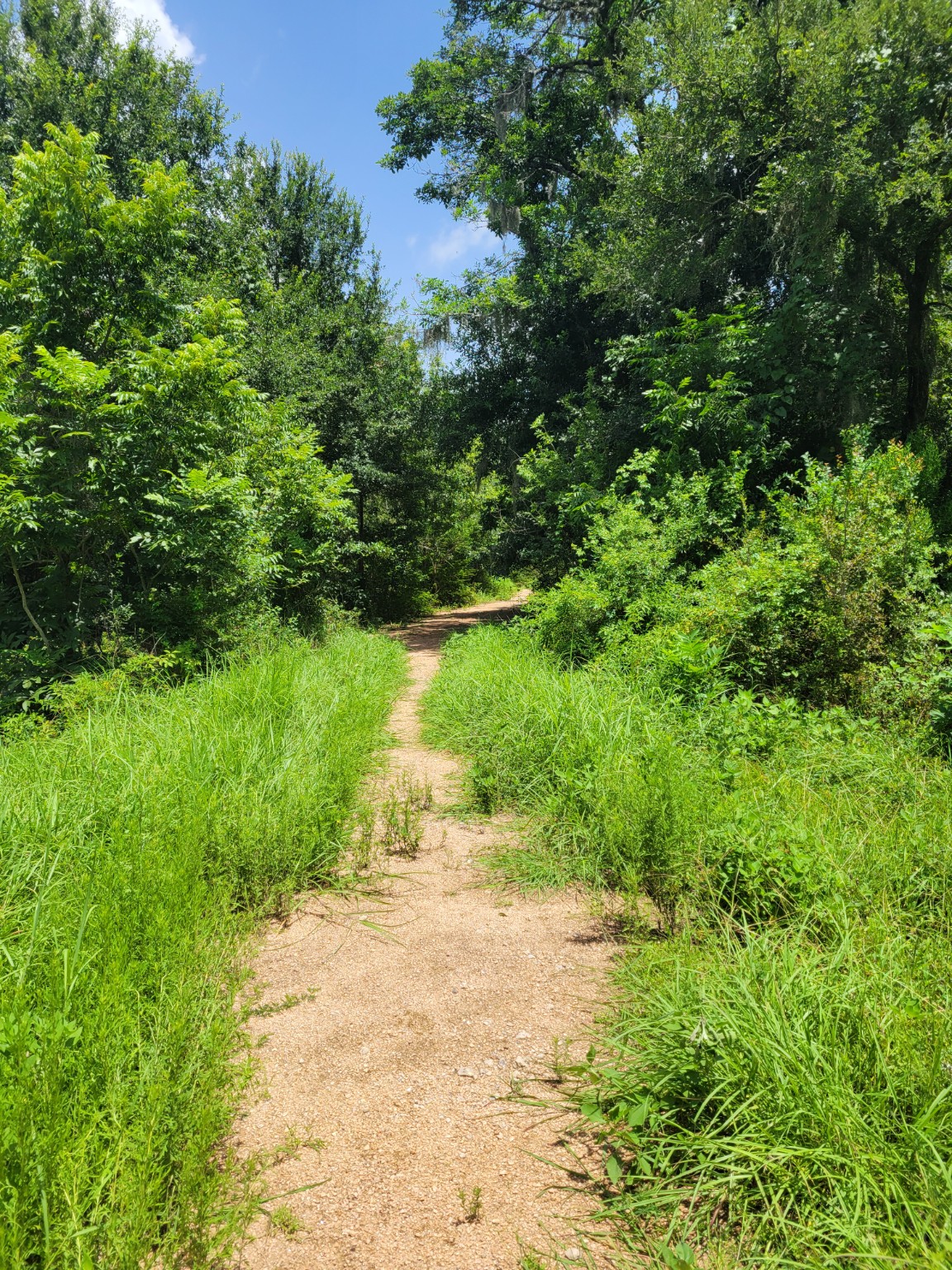 A narrow green trail winding forward through trees